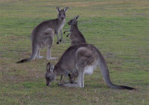 Kangaroos